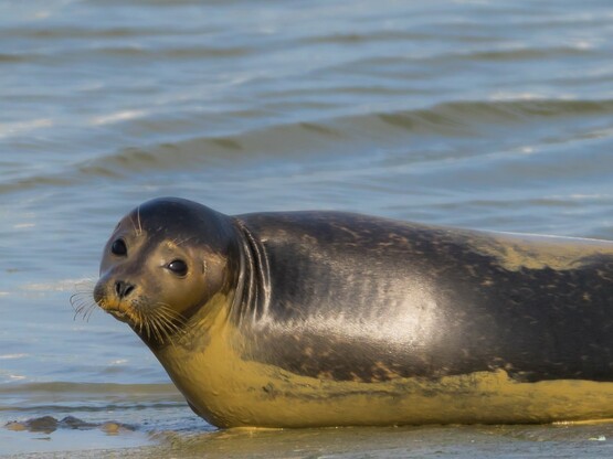 Zeehond - Wim Bovens 1