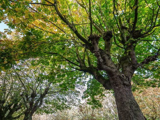 bomen.jpg