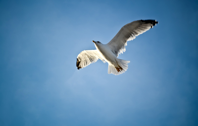Maatregelen om het vogelgriepvirus in te perken