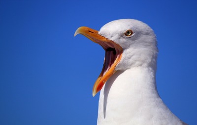 Vogelgriepvirus circuleert - Raak getroffen vogels niet aan maar maak melding
