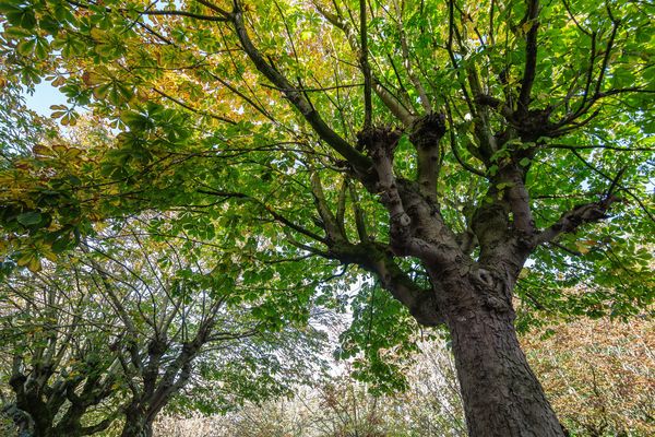 Bomen